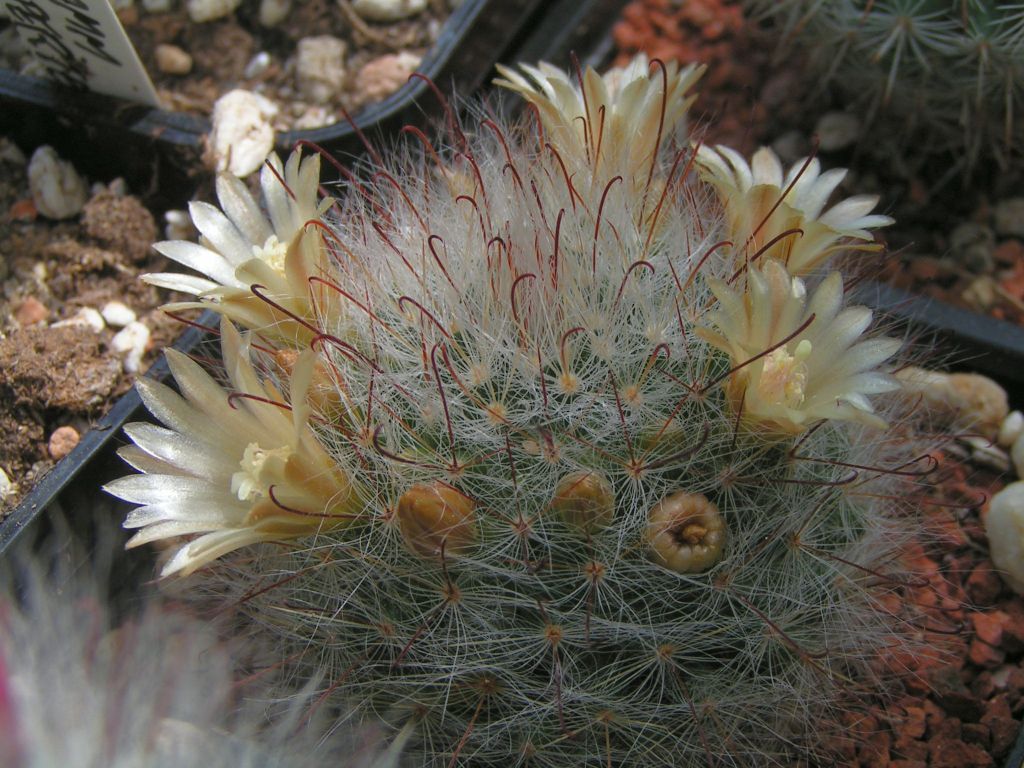 Mammillaria minichii